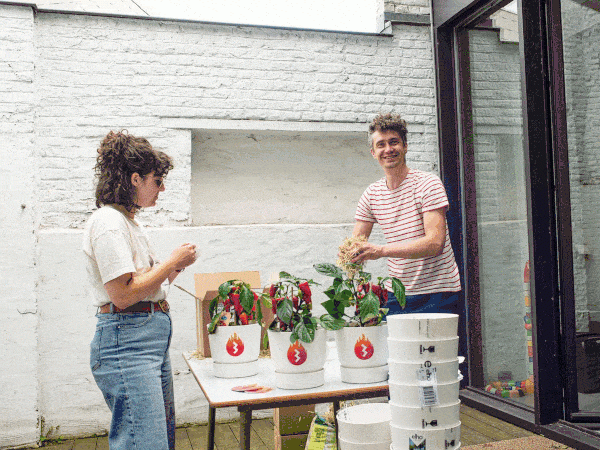 Dries en Anouk aan het werk met de peperplantjes