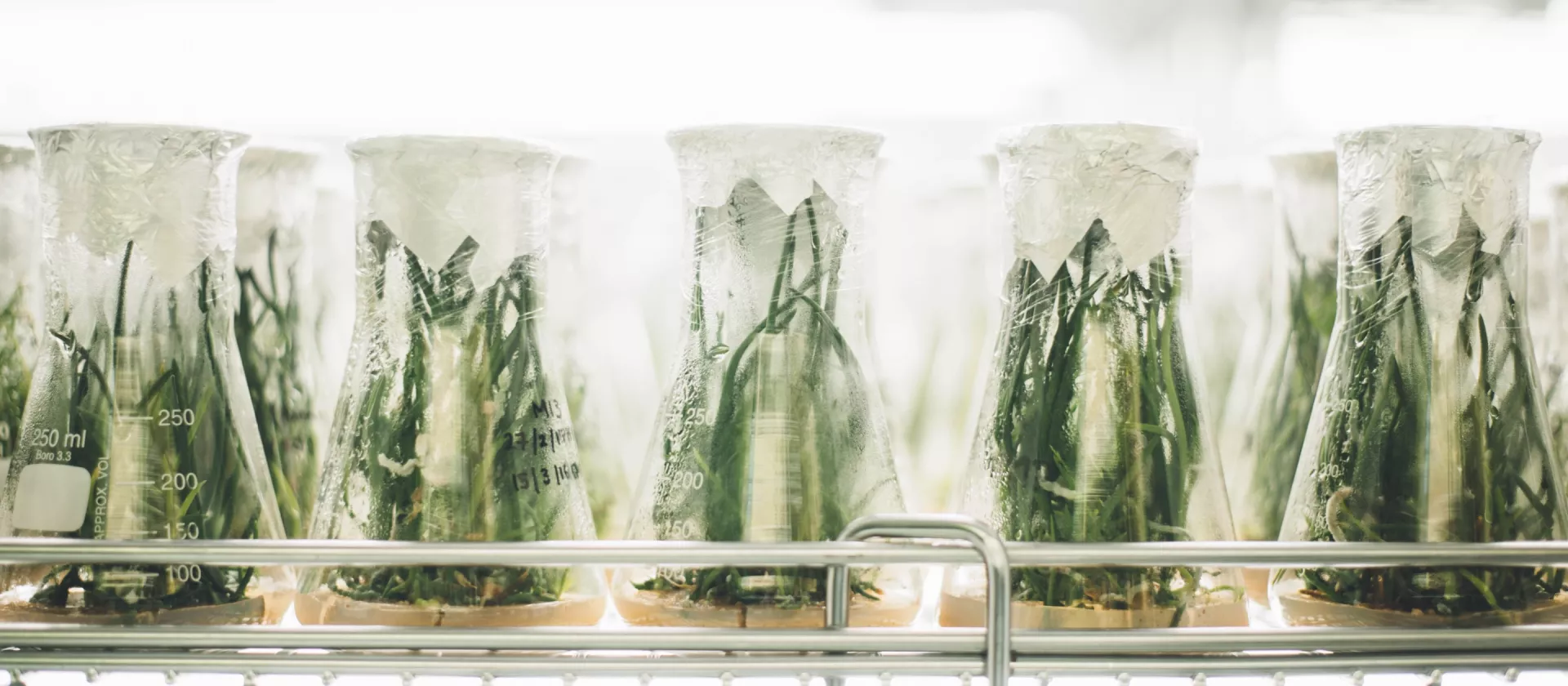 Planten in een labo-omgeving